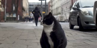 Jak gruby kot Gacek ze Szczecina podbił internet