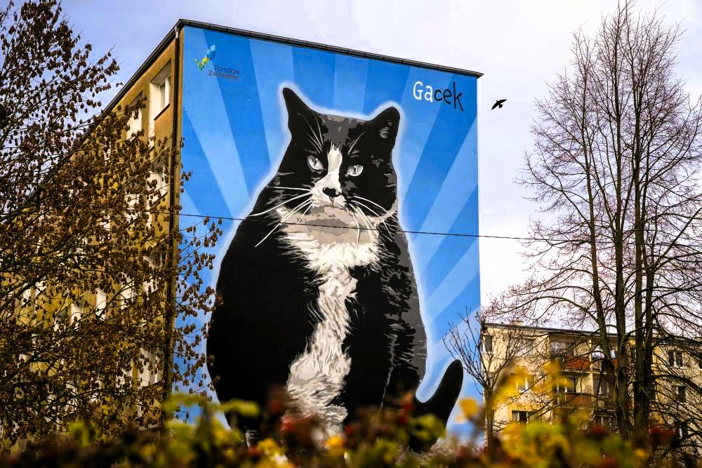 kot gacek ze szczecina
