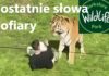 Atak tygrysa w zoo! Bajkowe złudzenie zabiło człowieka - OSTATNIE WYPOWIEDZIANE SŁOWA
