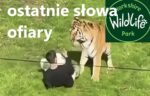 Atak tygrysa w zoo i mrożące słowa! Złudzenie zabiło człowieka