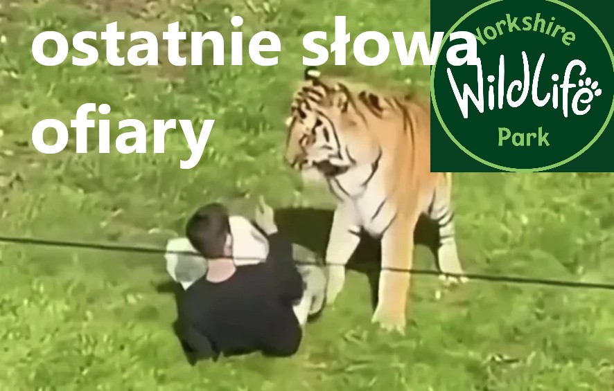 Atak tygrysa w zoo i mrożące słowa! Złudzenie zabiło człowieka