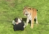 Brak wyobraźni doprowadził do koszmaru w brytyjskim zoo.