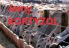 mercosur bestialskie warunki hodowli zwierząt