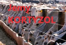 Bestialskie metody hodowli w MERCOSUR, jesz stres i cierpienie zwierząt mercosur bestialskie warunki hodowli zwierząt