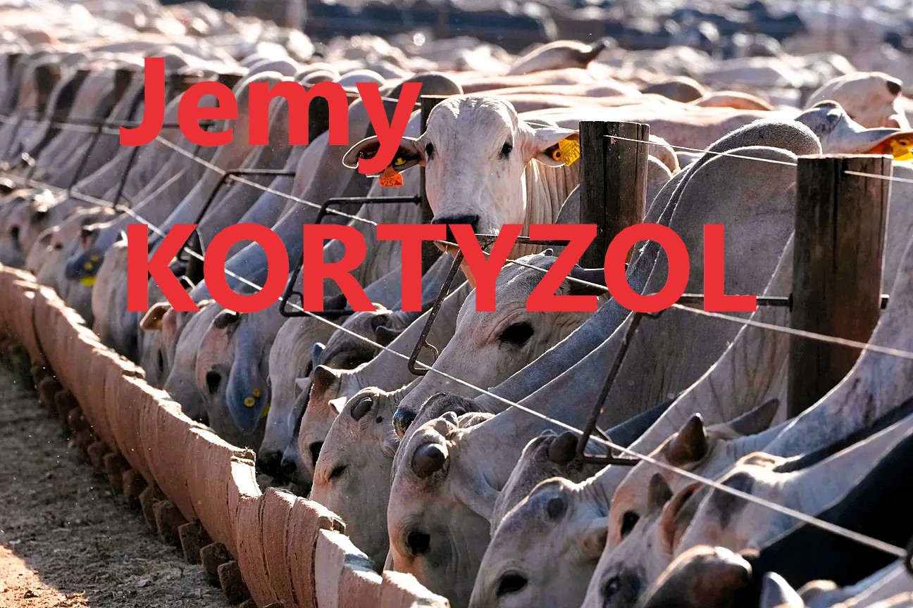 Bestialskie metody hodowli w MERCOSUR, jesz stres i cierpienie zwierząt